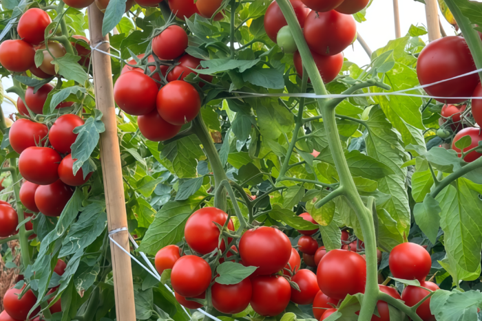 西红柿1 Firebird (F1) Tomato Seed