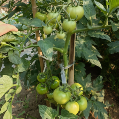 Firebird (F1) Tomato Seed