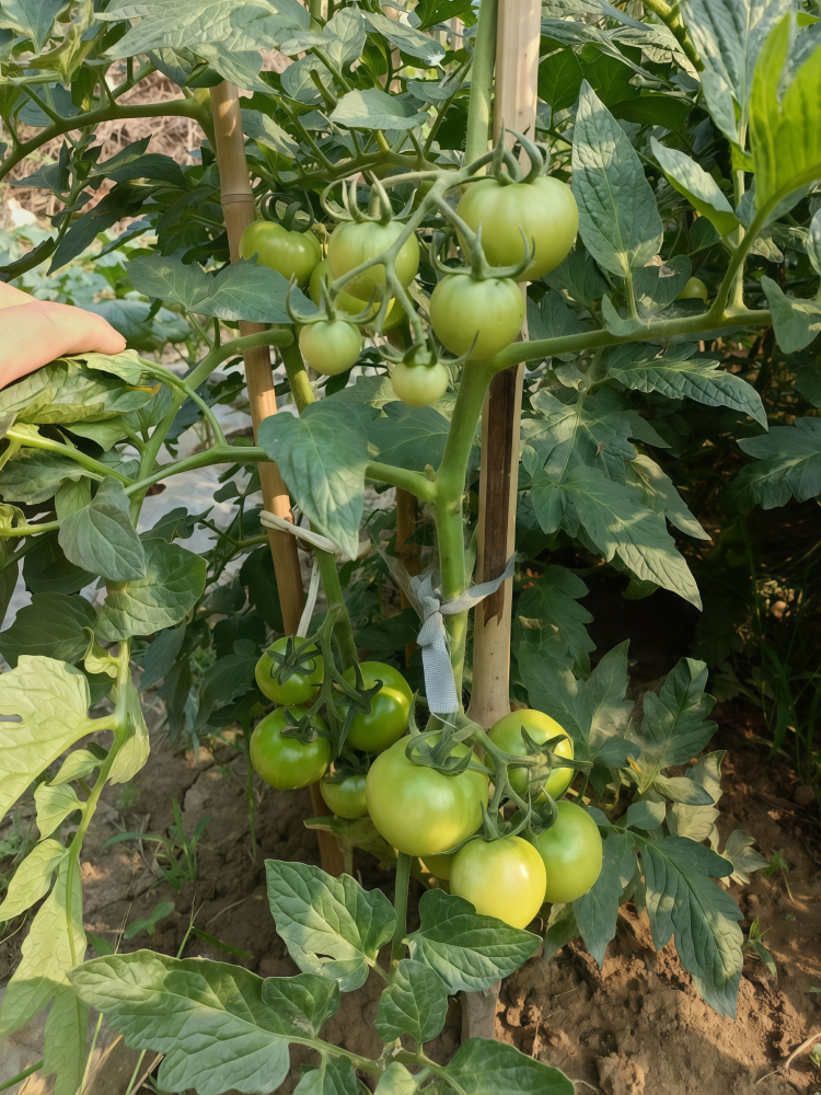 Firebird (F1) Tomato Seed