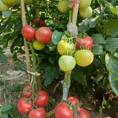 Firebird (F1) Tomato Seed