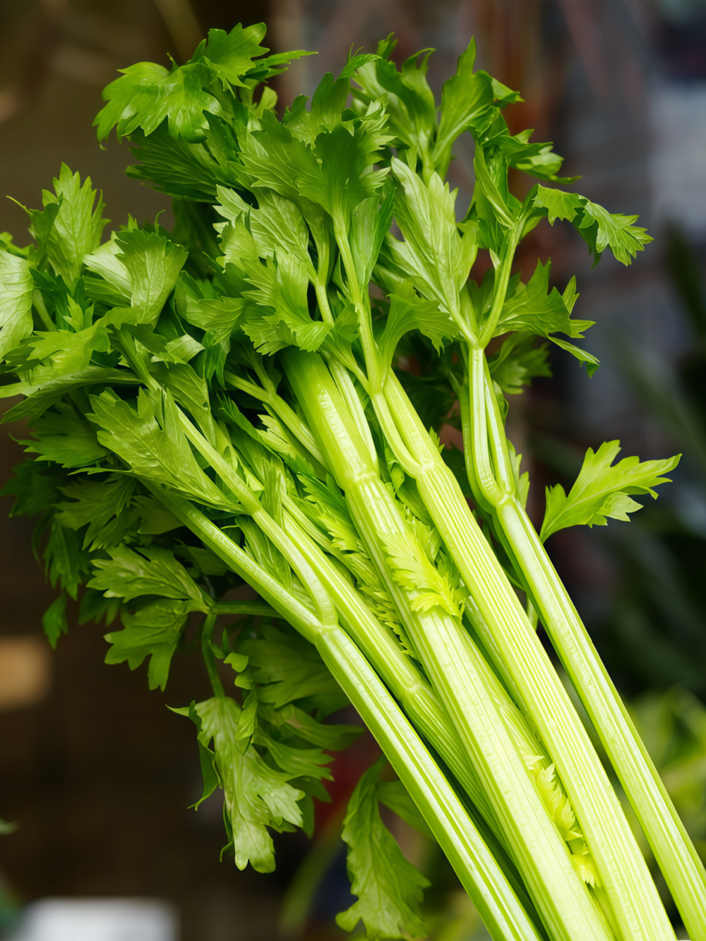 Tango Organic Pelleted Celery Seed