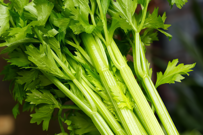 西芹1 Tango Organic Pelleted Celery Seed