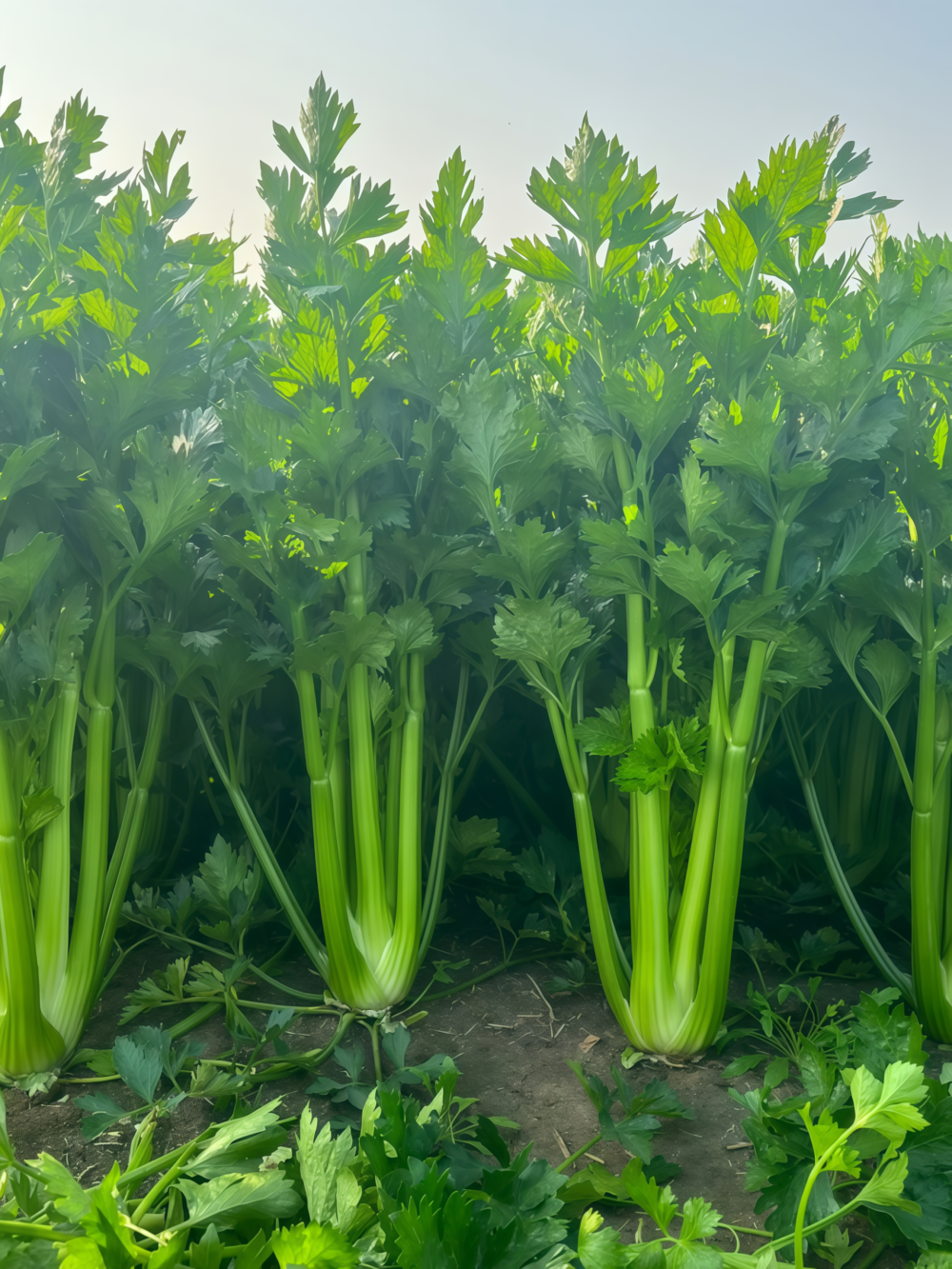 Tango Organic Pelleted Celery Seed