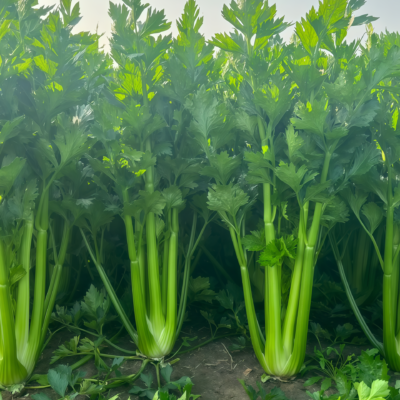 Tango Organic Pelleted Celery Seed