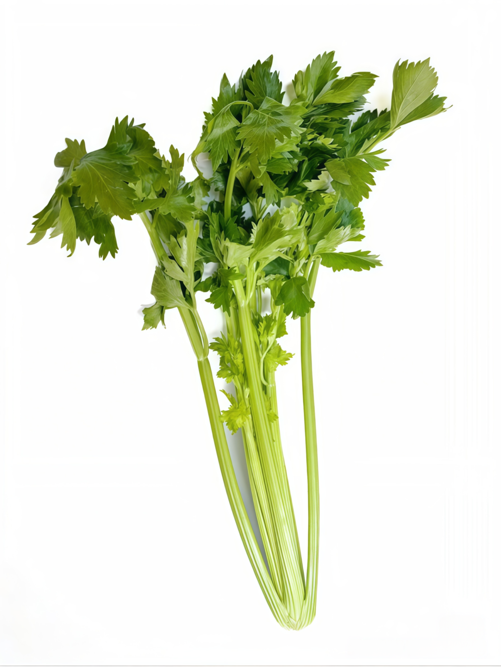 Tango Organic Pelleted Celery Seed