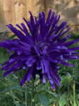 Premium Wildflower Mix Seeds: 134,000 Seeds Per Bag