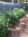 Premium Wildflower Mix Seeds: 134,000 Seeds Per Bag