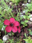 Premium Wildflower Mix Seeds: 134,000 Seeds Per Bag