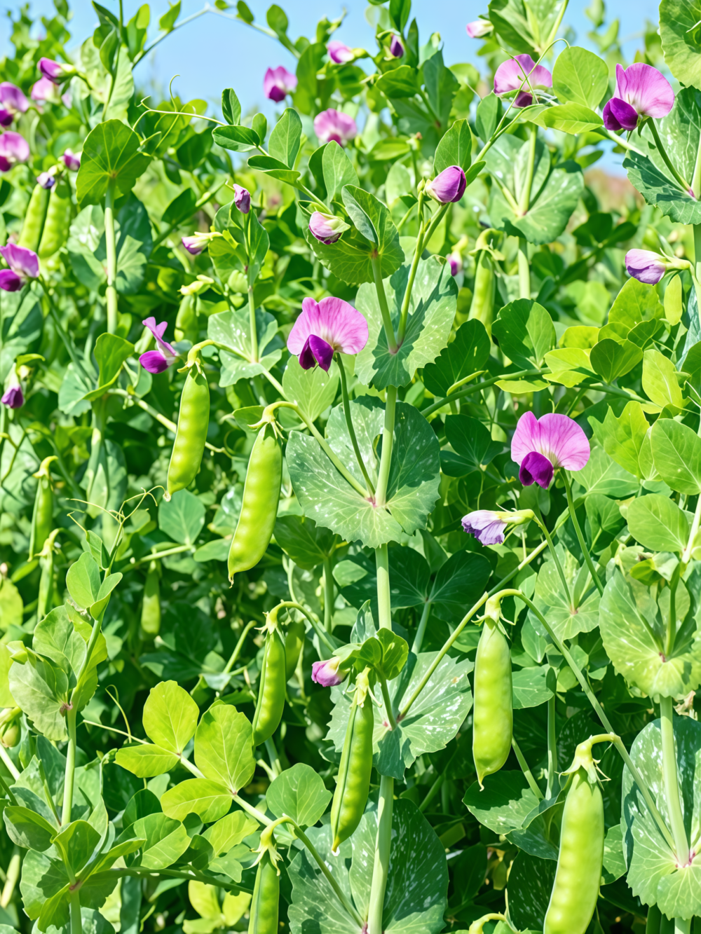 豌豆2 Maxigolt Pea Seed