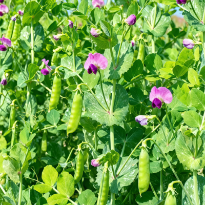 豌豆2 Maxigolt Pea Seed