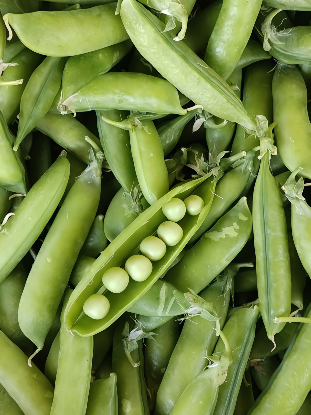 豌豆3 Maxigolt Pea Seed