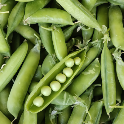 豌豆3 Maxigolt Pea Seed