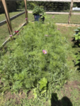 Premium Wildflower Mix Seeds: 134,000 Seeds Per Bag