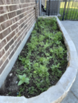 Premium Wildflower Mix Seeds: 134,000 Seeds Per Bag