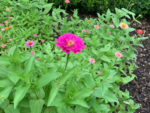 Premium Wildflower Mix Seeds: 134,000 Seeds Per Bag