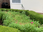 Premium Wildflower Mix Seeds: 134,000 Seeds Per Bag