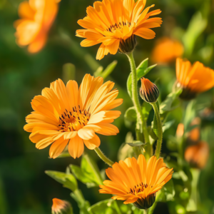 Alpha Organic Calendula Seed