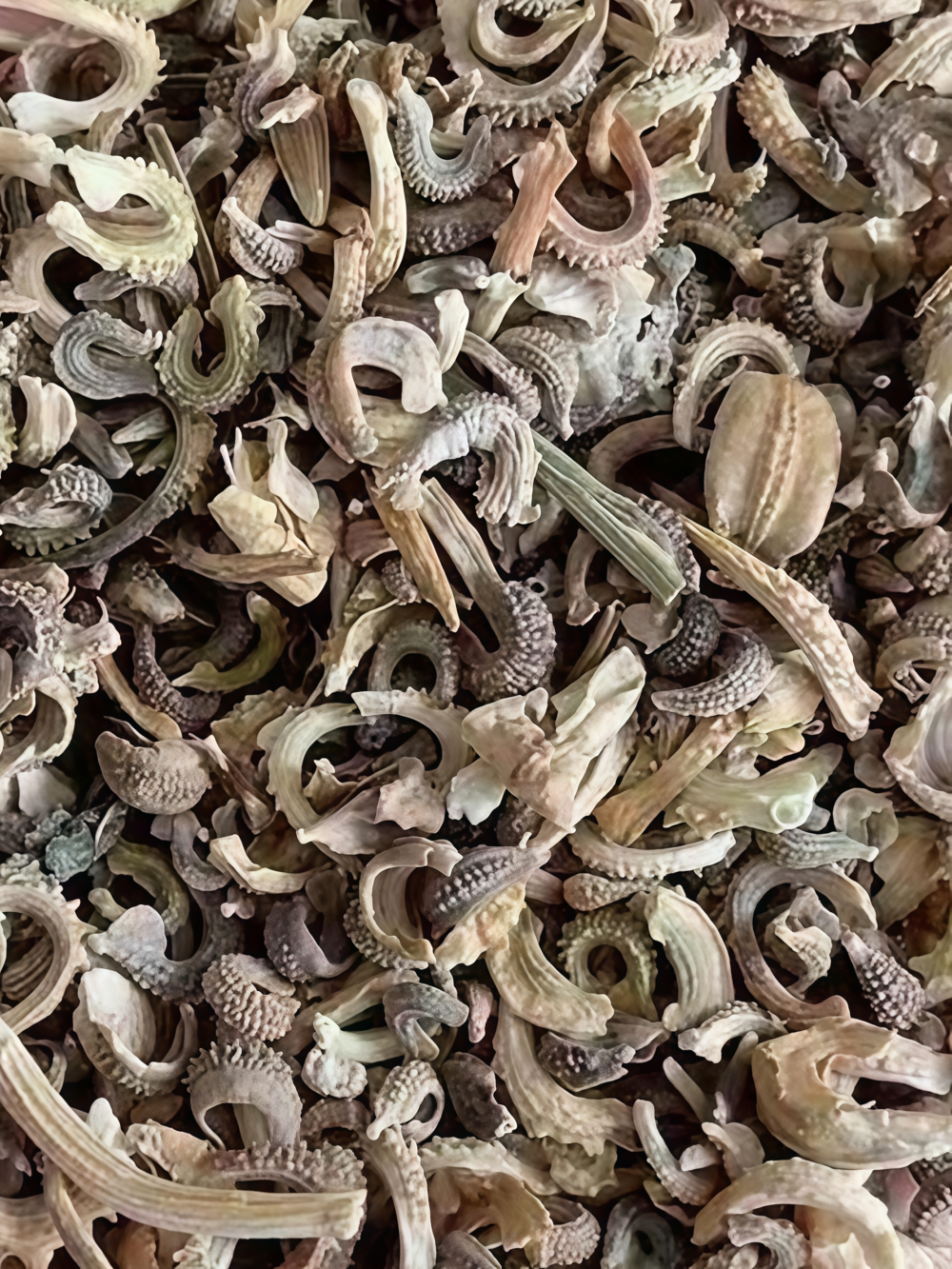 金盏菊5 Alpha Organic Calendula Seed