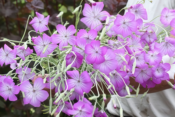 麦仙翁1 Purple Queen Agrostemma Seed