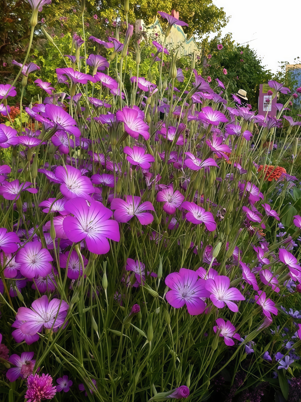 Purple Queen Agrostemma Seed