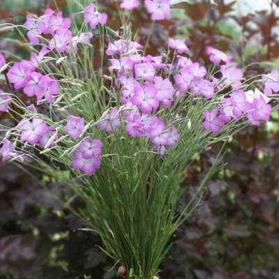 Purple Queen Agrostemma Seed