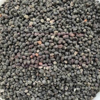 Purple Queen Agrostemma Seed