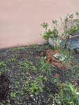 110,600+ Wildflower Seeds - 25 Annual Mix