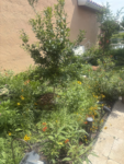 110,600+ Wildflower Seeds - 25 Annual Mix
