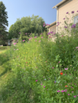 110,600+ Wildflower Seeds - 25 Annual Mix