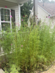 110,600+ Wildflower Seeds - 25 Annual Mix
