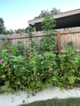 Premium Wildflower Mix Seeds: 134,000 Seeds Per Bag