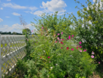 Premium Wildflower Mix Seeds: 134,000 Seeds Per Bag