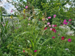 Premium Wildflower Mix Seeds: 134,000 Seeds Per Bag